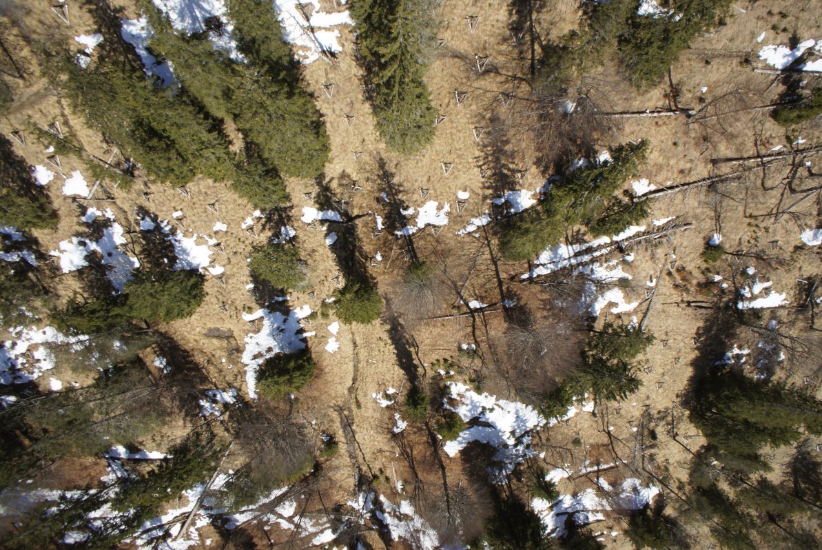 Luftbild, das einen Wald von oben mit einzelnen Schneeflecken am Boden zeigt