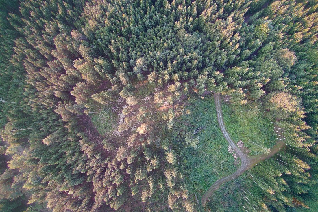 Luftbild, das Wald von oben zeigt