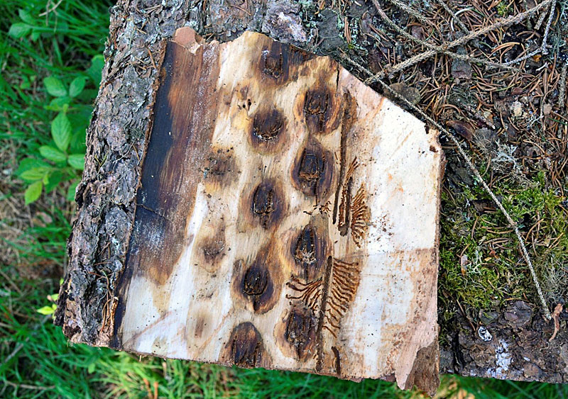 Hole in the bark showing breeding galleries of the European spruce bark beetle, perforated by the feed roller.