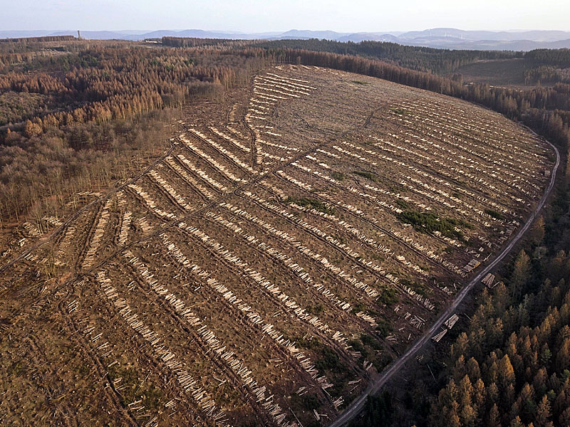 Borkenkäferschäden in Warstein 2021: Forstpolitisch sollte alles getan werden, damit den Forstbetrieben nach den bereits eingetretenen Substanzverlusten wirtschaftliche Perspektiven erhalten bleiben – sollen sie nicht in Agonie verfallen.