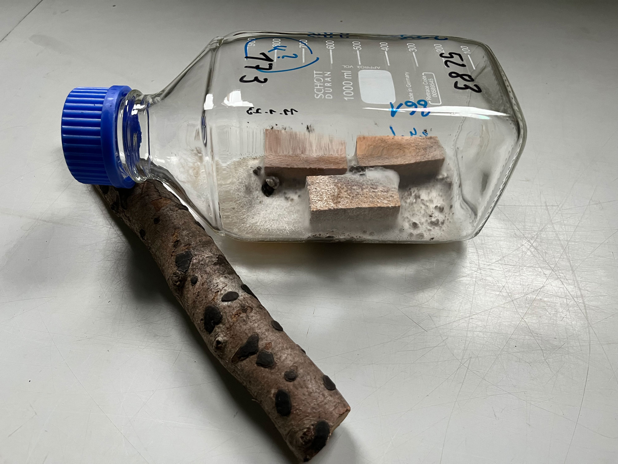 Abb. 2c: Mithilfe von Pilzisolaten der Pfennig-Kohlenkruste aus infiziertem Holz werden unter Laborbedingungen Holzabbauraten an Prüfkörpern aus Buchenholz ermittelt (Alle Fotos: FVA BW/Grüner).