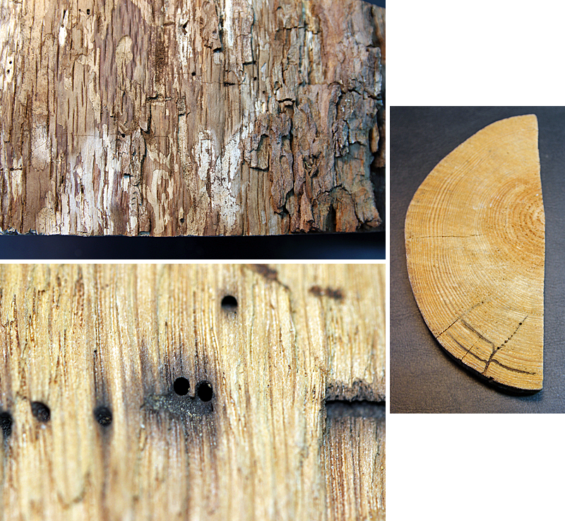 Schadbilder des Eichenholzbohrers mit Einbohrlöchern (o.l.), durch Ambrosiapilze dunkel gefärbte Gänge (u.l.) und typischer Gabelgang (r.)