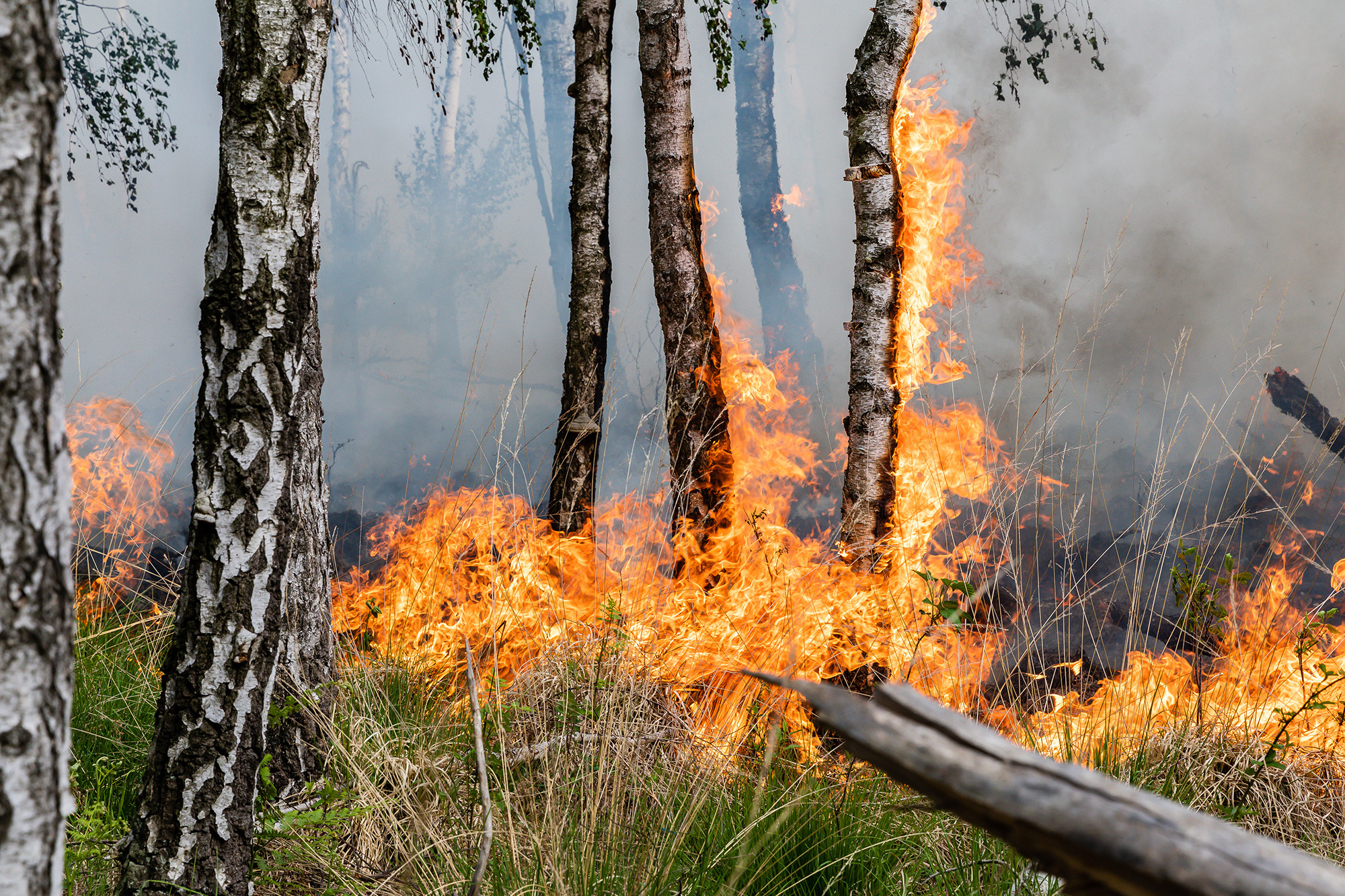 Waldbrand verstehen, vorbeugen und bekämpfen