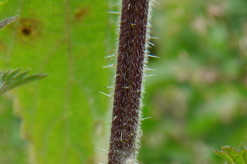 Poils urticants le long d’une tige d’ortie