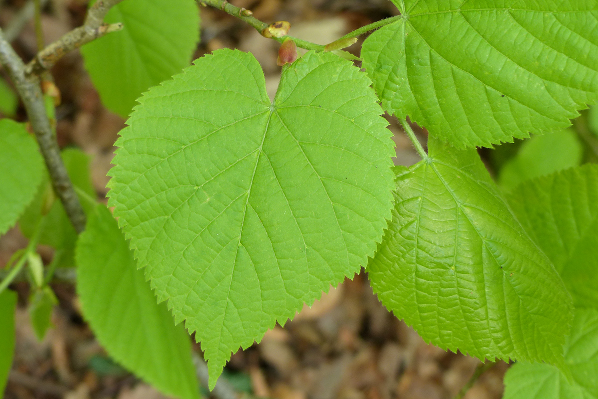 tilleul à petites feuilles (Tilia cordata)