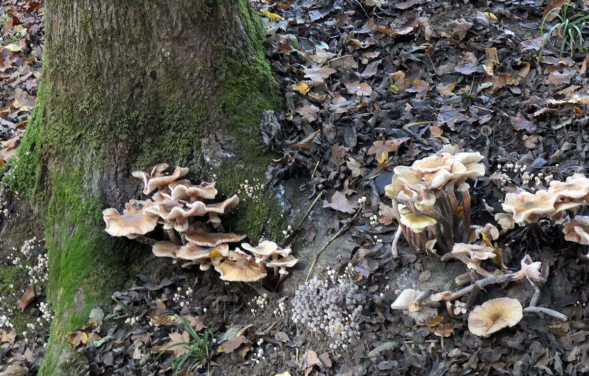 An Der Esche