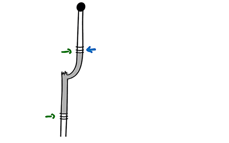 unterschiedliche Beurteilung des Verbisses