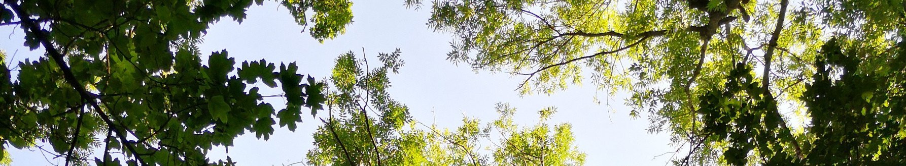 Baumkrone einer Esche