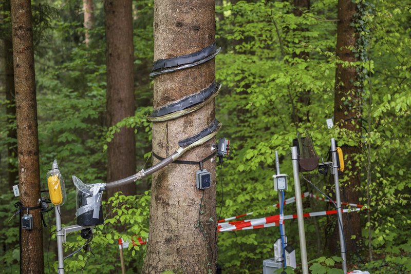 Stammabfluss-Messung