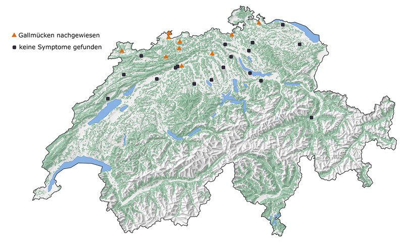 Verbreitung der Douglasiengallmücken in der Schweiz 2023