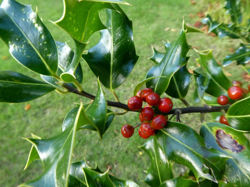 fruits and leaves of the common holly 
