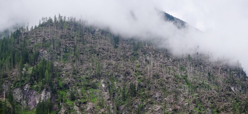 Bergwald mit abgestorbenen Bäumen