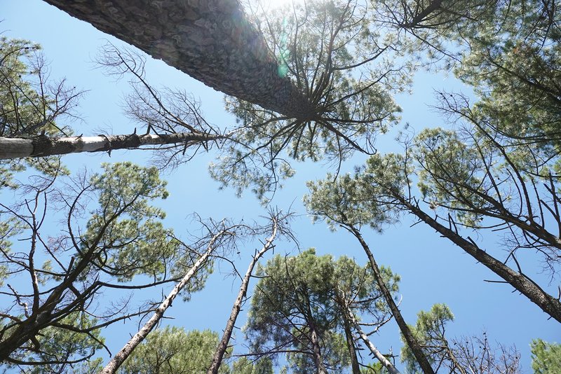 crowns of Scots pines