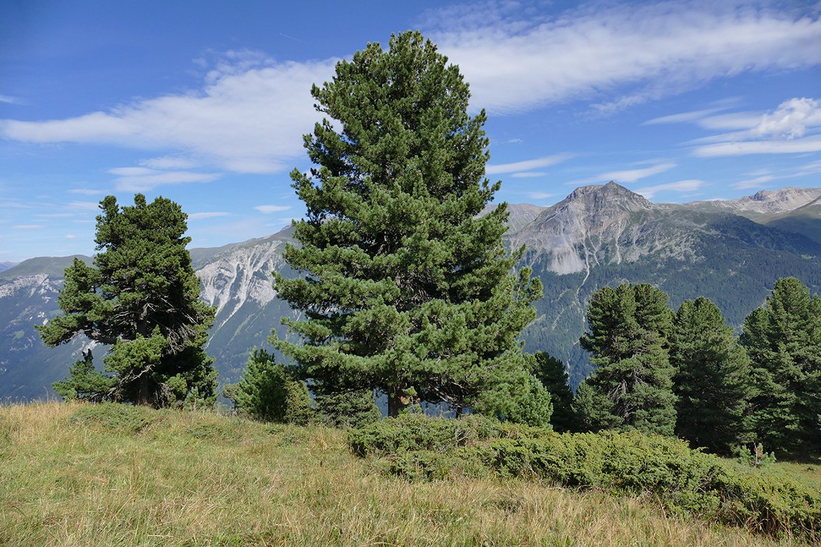 Arve (Pinus cembra)