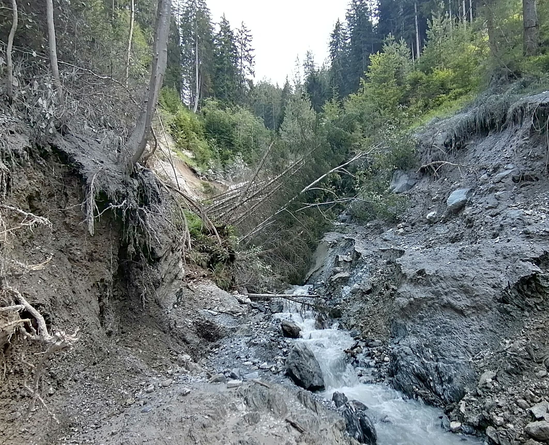 Wildholzproblematik: Was Waldbesitzer tun können 1 Wildholzproblematik: Was Waldbesitzer tun können