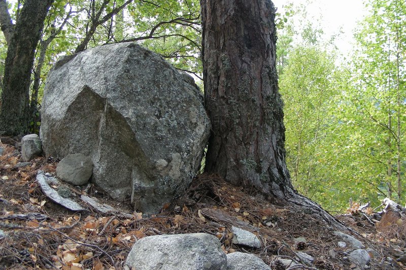 Stein wird von Baumstamm aufgehalten