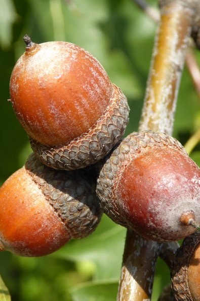 große braune Eicheln an einem Zweig