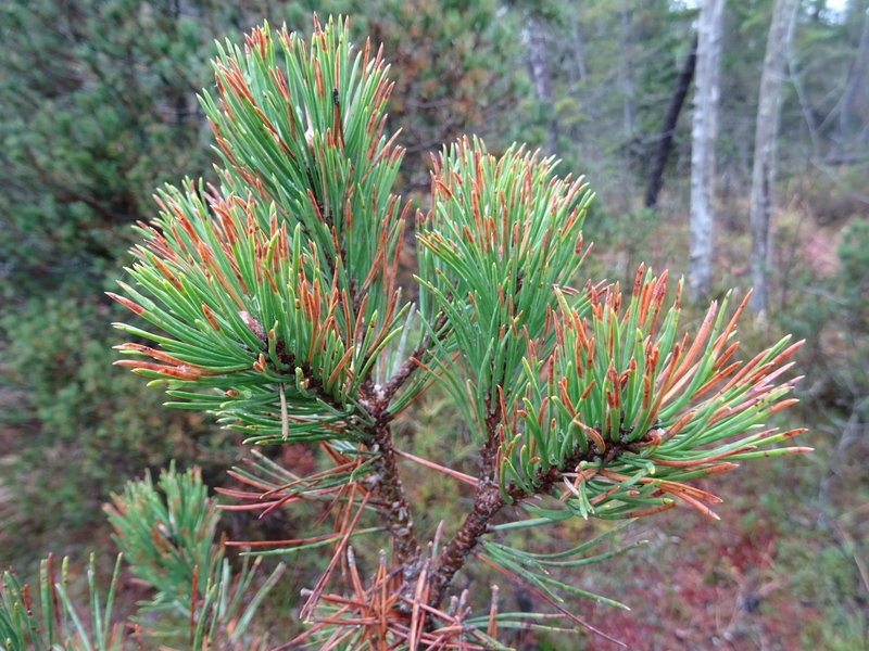 Nahaufnahme eines Kiefernzweigs mit langen grünen Nadeln, von denen zahlreiche Spitzen orange- bis rotbraun verfärbt sind; im Hintergrund ist ein lichter Kiefernwald zu sehen.
