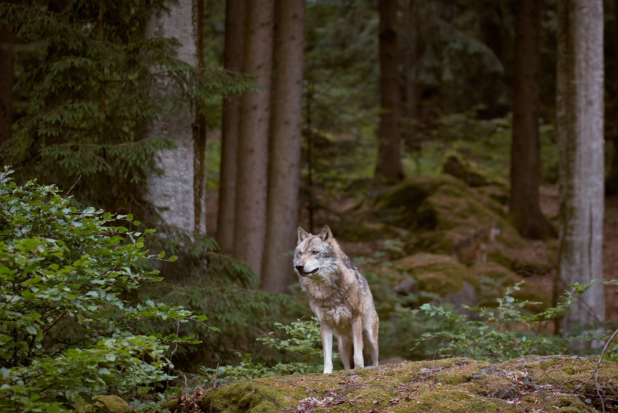 Wolf im Bayrischen Wald (Adobe Stock)