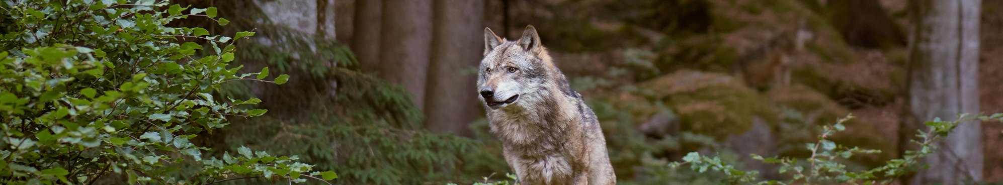Wolf im Bayrischen Wald (Adobe Stock)