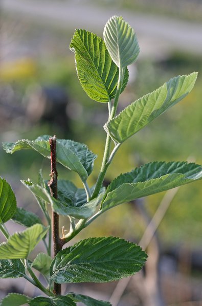 Verbiss an Mehlbeere