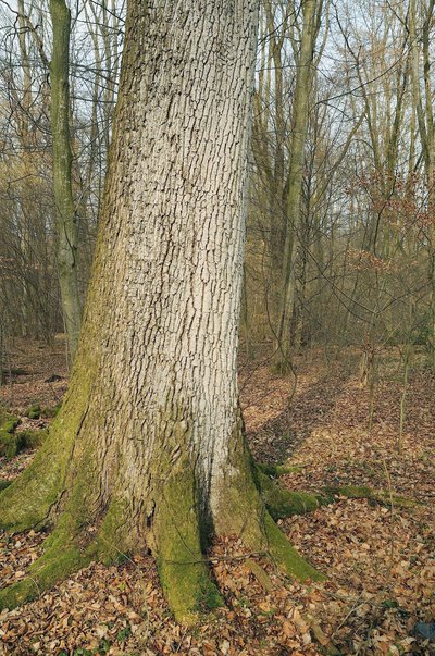 Bactrospora dryina s'installe sur les troncs des vieux chênes