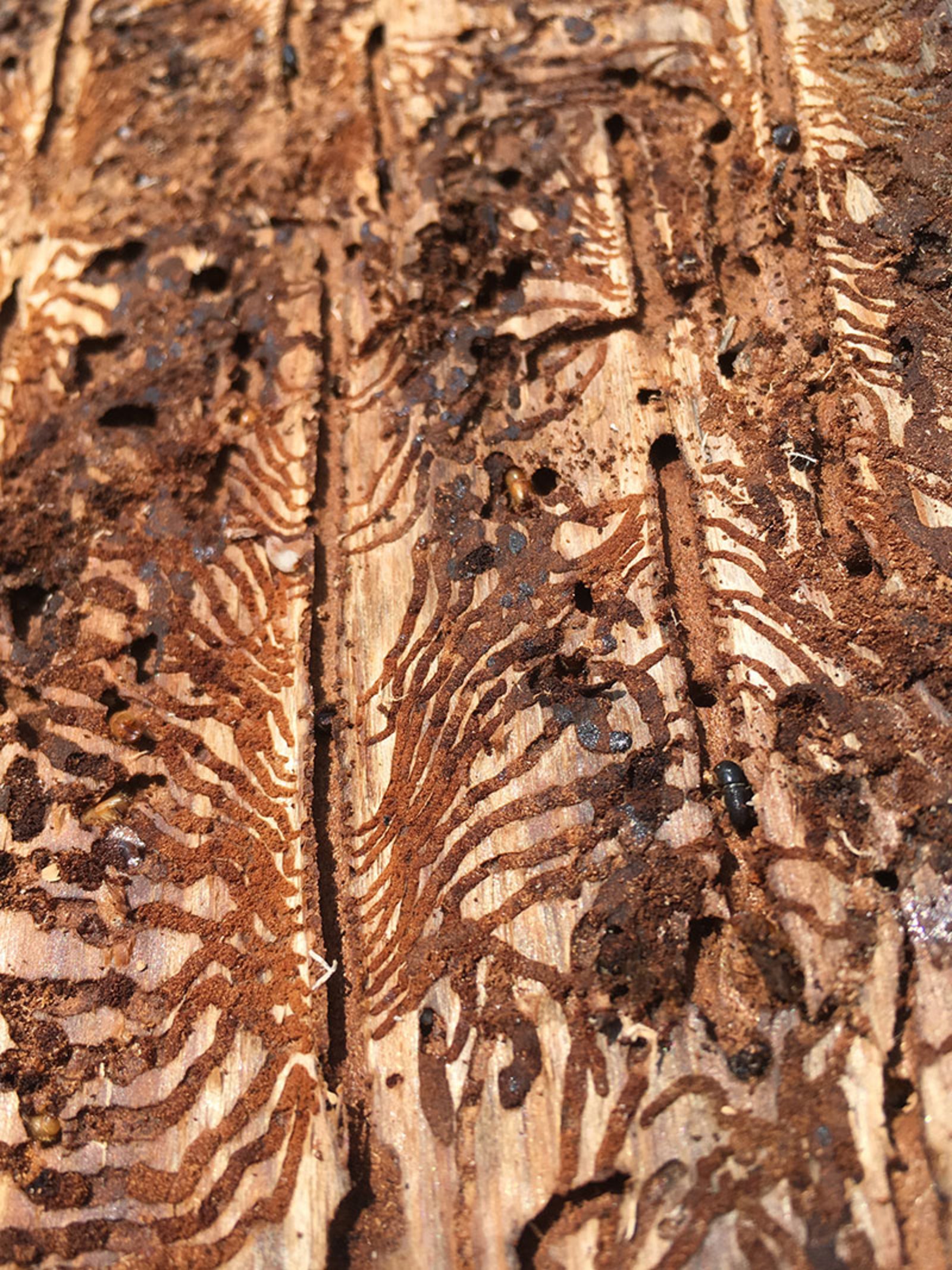 Holzschdlinge Kfer Bilder