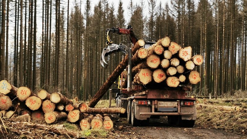 Holzaufladen im Wald mit Maschine