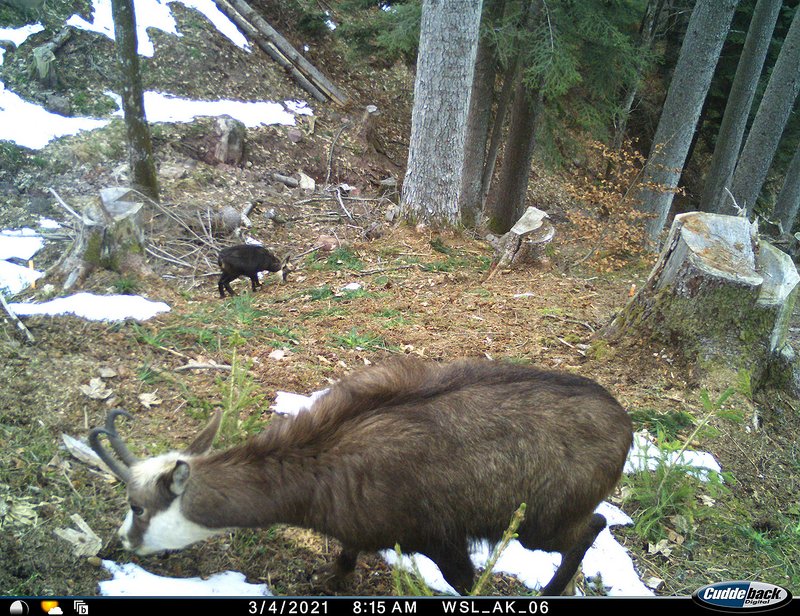 Zwei Gämsen vor einer Wildkamera im Gebirgsfichtenwald