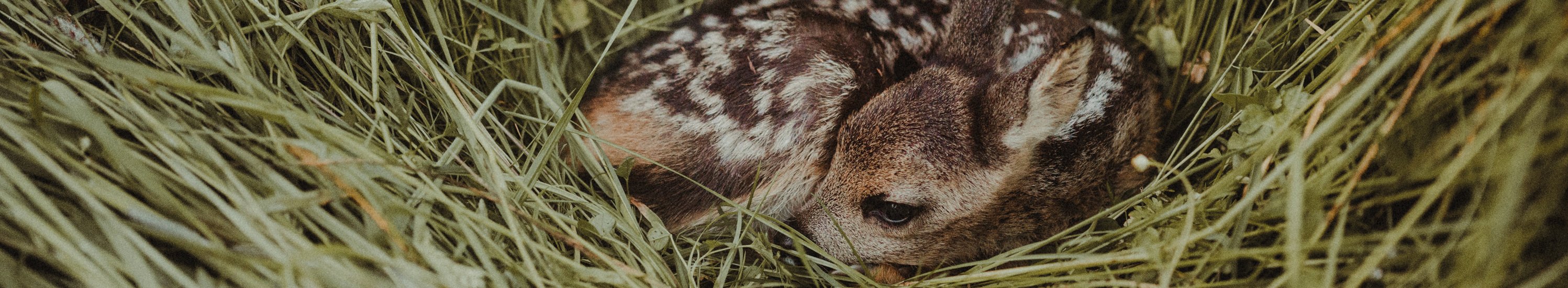 In hohem Gras abgelegtes Kitz