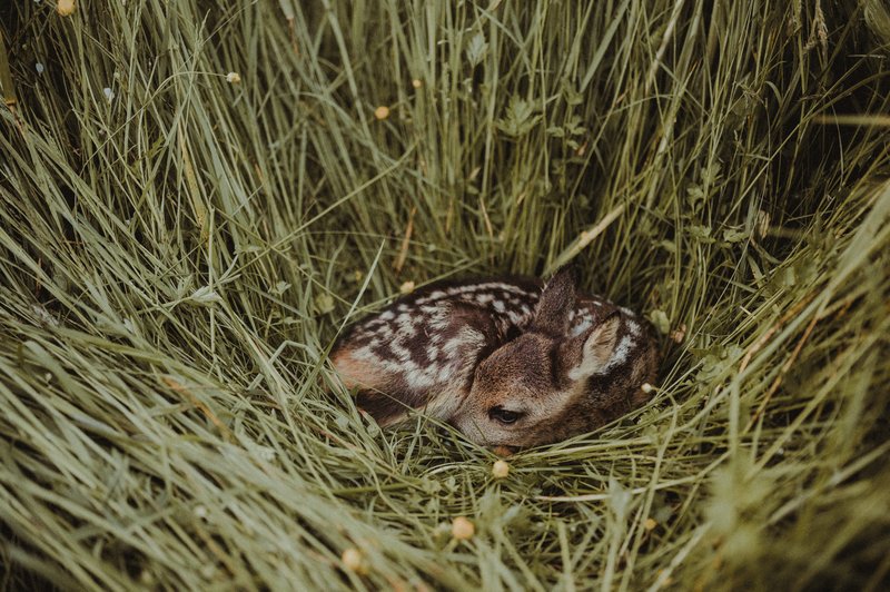 In Gras abgelegtes Kitz