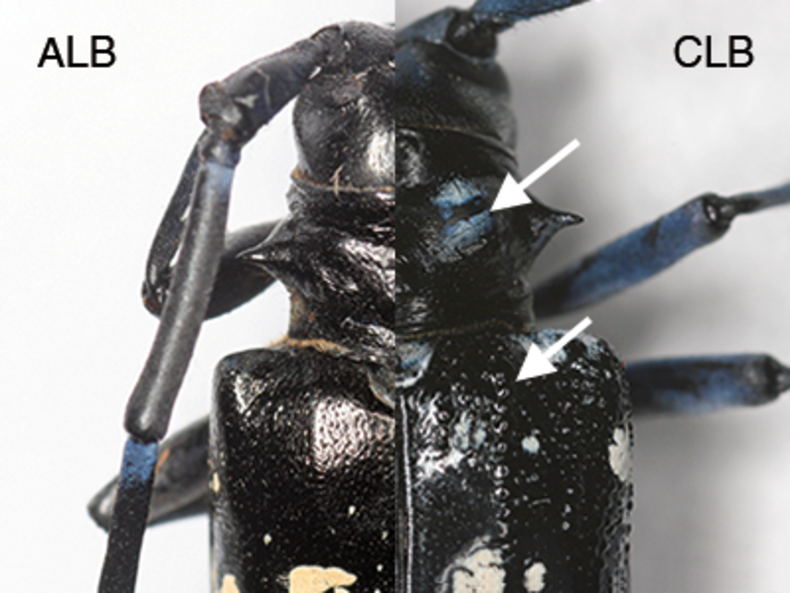 The invasive Asian longhorned beetle - waldwissen.net