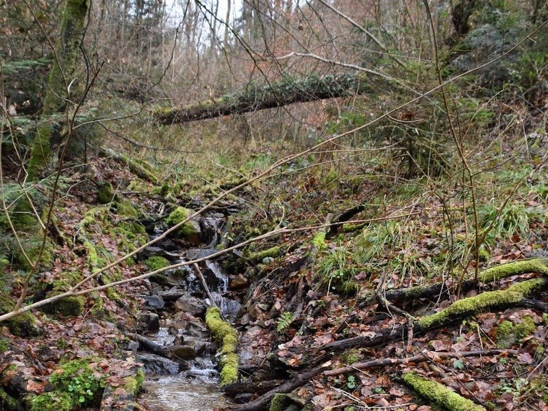 Totholz in einem Bachabschnitt bewirkt Strukturreichtum und dient als Nahrungsgrundlage