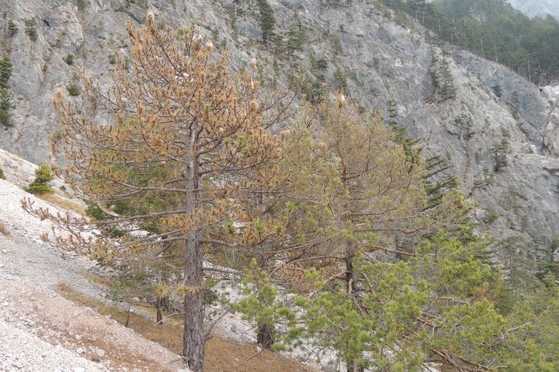 Braun verfärbte Bäume in steiler, bergiger Landschaft