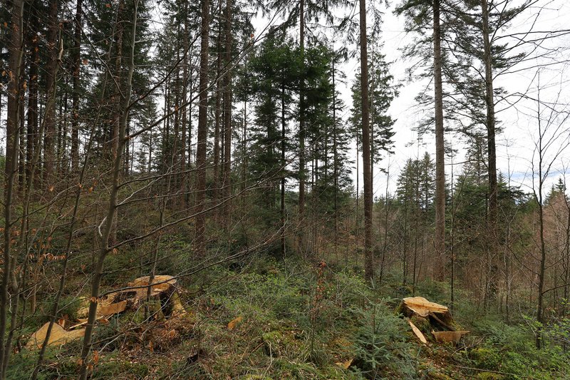 Durchforsteter Bestand mit erhöhtem Kronenschluss der verbleibenden Bäume