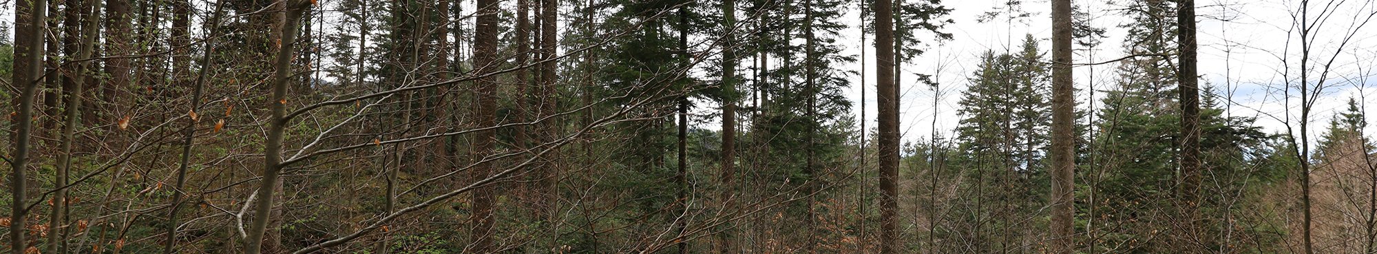 Durchforsteter Waldbestand