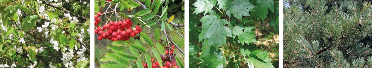 Standortheimische Baumarten in Nordwestdeutschland