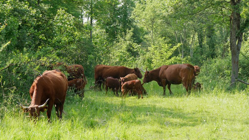 Waldweideprojekt „Wilde Weiden“ in Taubergießen.