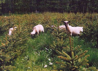 Schafe in der Plantage