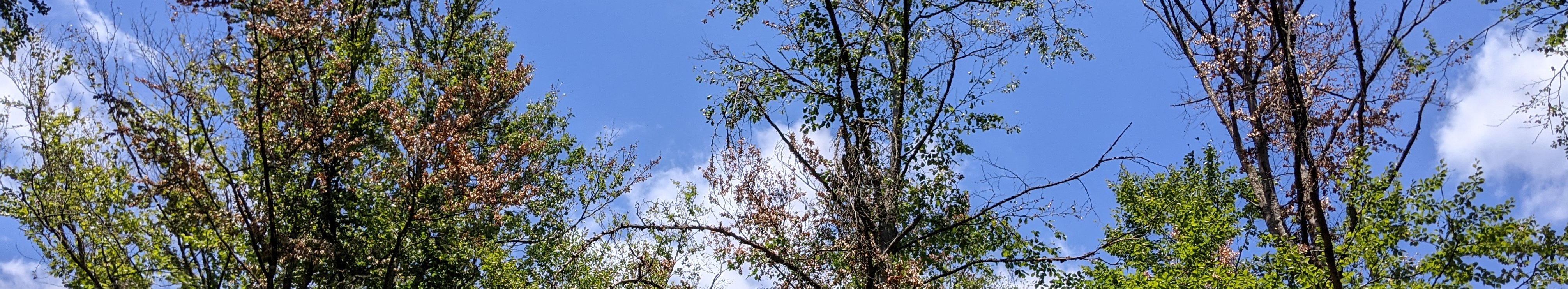 Deciduous forest with dead crowns
