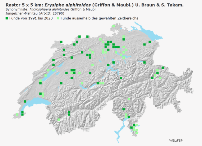 - Verbreitung von Erysiphe alphitoides in der Schweiz