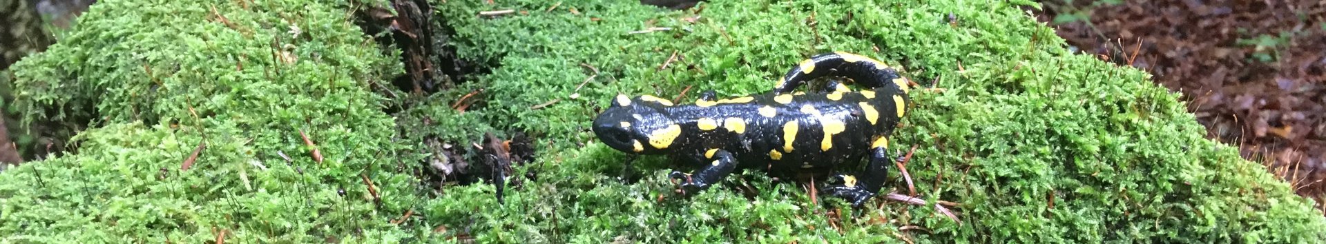 Feuersalamander auf einem vermoosten Stein