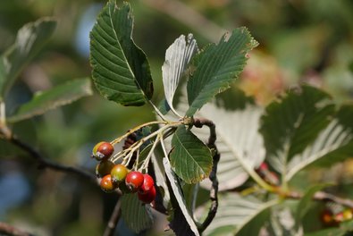 Zweige mit kleinen, rundlichen roten bis grünen Früchten und ovalen, gezahnten, grünen Blättern