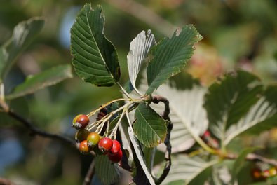 Branches with small, rounded red to green fruits and oval, toothed, green leaves