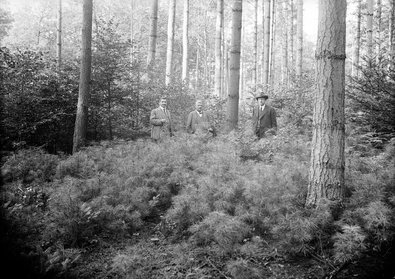0-jähriger Weymouth-Föhrenbestand