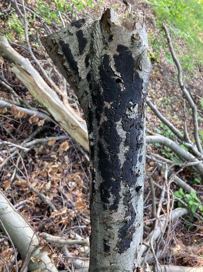 Abb. 7: Frisch abgebrochene Buche mit Pilzbefall durch die Pfennig-Kohlenkruste (Foto: FVA BW/Grüner).