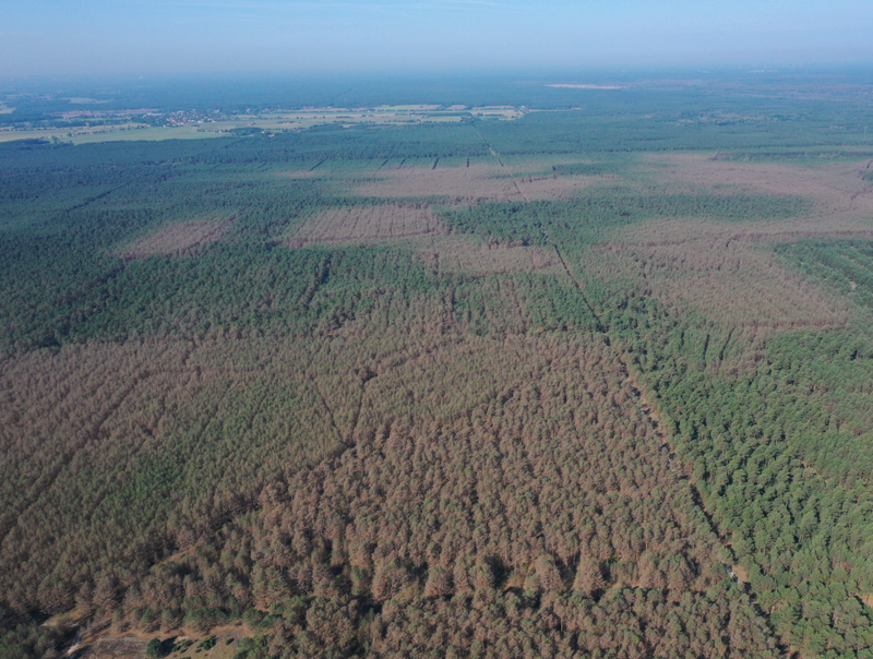 Luftbildaufnahme mit geschädigten Kiefern