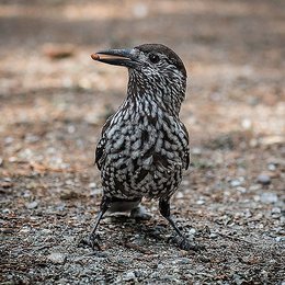 Spotted nutcracker with stone pine seed in its beak