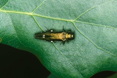 Grünglänzender länglicher Käfer mit zwei weißen Punkten am Hinterleib auf einem grünen Blatt