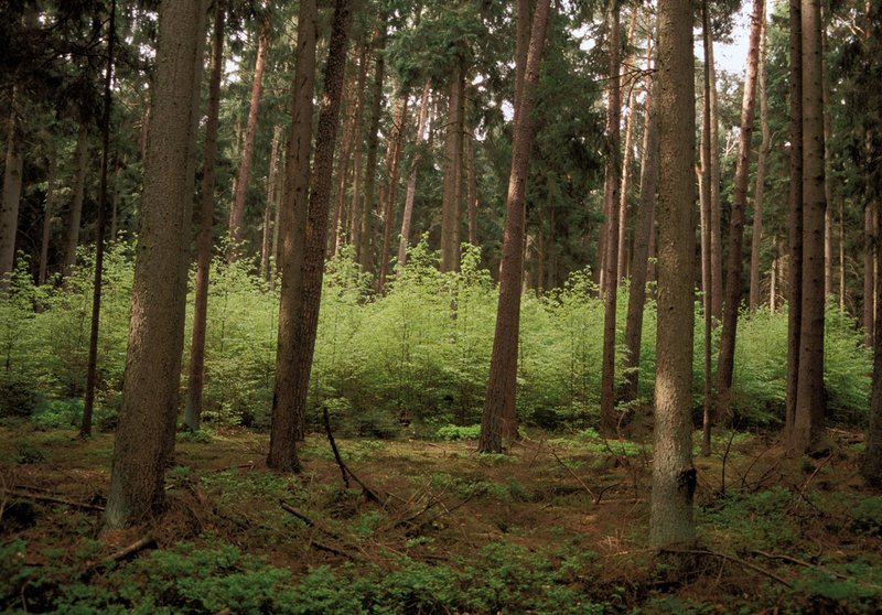 250.000 ha Wald soll allein in Bayern umgebaut werden